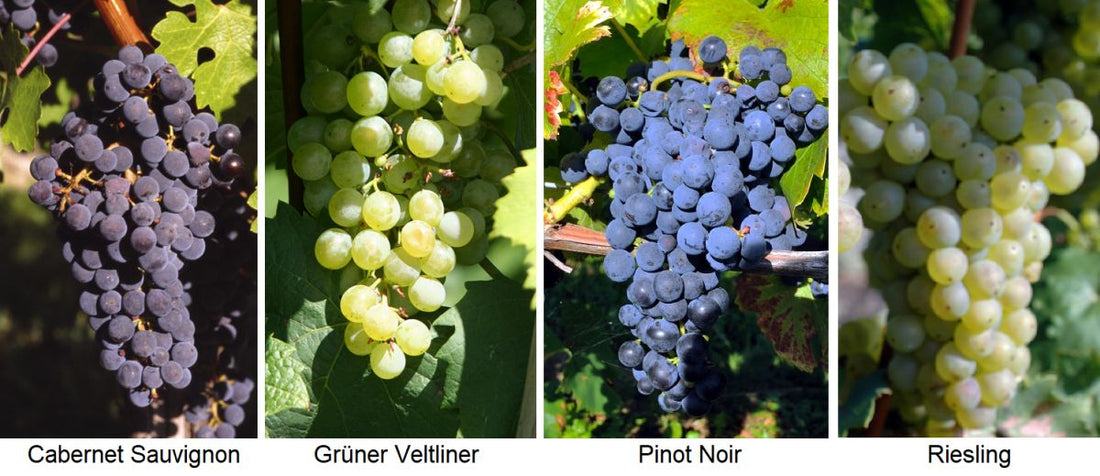 Grape Varieties: A Comprehensive Guide for Wine Lovers and Beginners