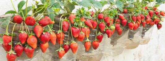 Growing Strawberries in Plastic Bottles: Step by Step Guide