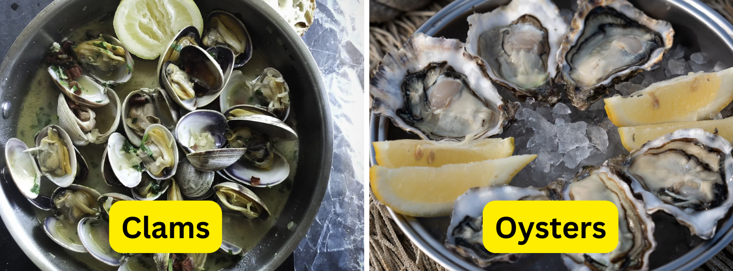 Types of Clams vs Oysters and Their Differences – KimEcopak