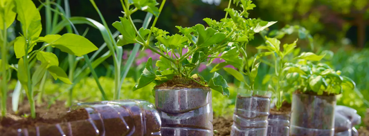 How to Do Planting in Plastic Bottles: Step by Step Instruction